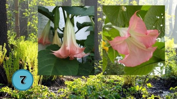 10 Mind Blowing Facts About The Amazon Rainforest