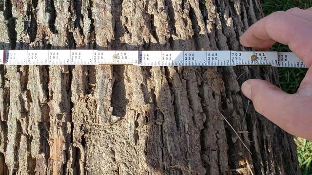 How to Measure Logs for board feet and weight смотреть онлайн