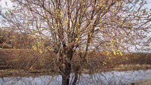 Стихотворение ~ Весна идёт