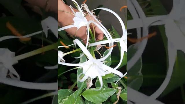#Beach spider lily caring and propagation #Hymenocallis littoralis plant benefits смотреть онлайн