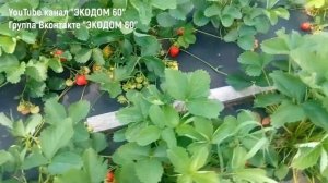 Клубника МАРМЕЛАДА Крупная Красивая Урожайная!