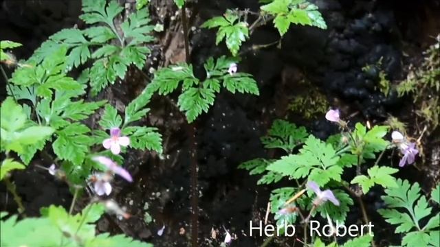 Geranium robertianum смотреть онлайн