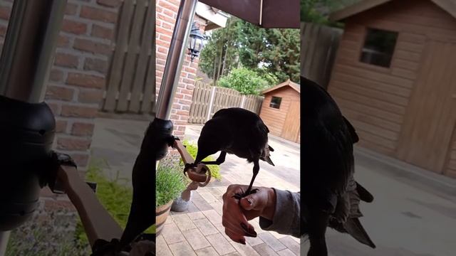 ЛУЧШЕЕ МЕСТО ДЛЯ СНА?/день 20й/ #врановые #забавныйптенец #ручнаягалка #домашнийвлог #линька смотреть онлайн