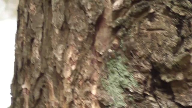 Panasonic HDC-SD66 Wald (test) смотреть онлайн