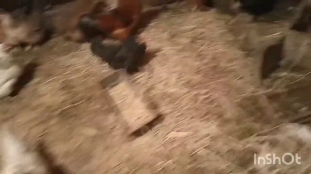 ВСЕ ЛЮБЯТ ТЕПЛО И ЗАБОТУ.🐄🐐🐔🐓Один погожий денек выдался! смотреть онлайн