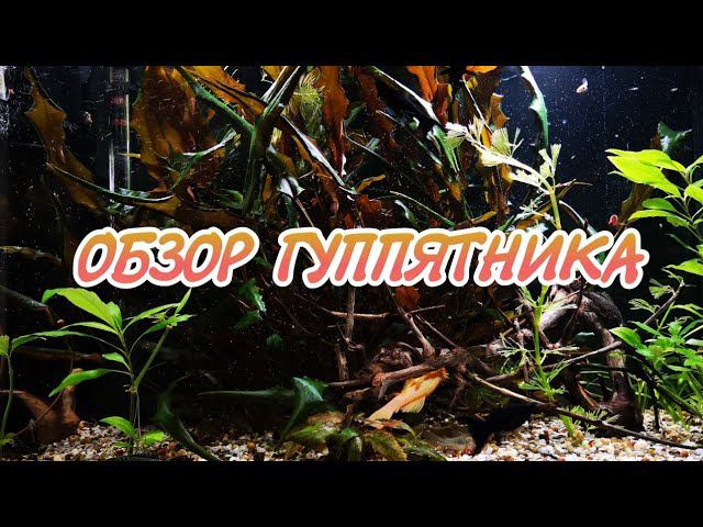 НЕБОЛЬШОЙ ОБЗОР АКВАРИУМА С ГУППИ. смотреть онлайн