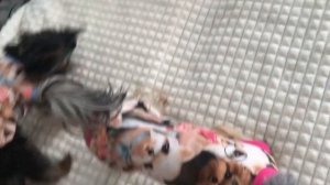 ЩЕНКИ ЙОРКА ОТ 0 до 12 мес| Щенкам уже 1 годик! Йоркширские терьеры ❤️