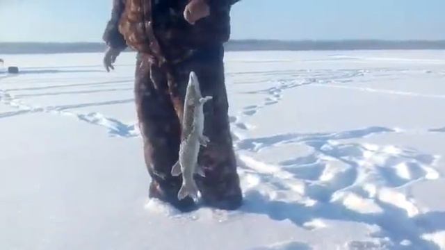 Зима Талакан 2018 Январь 009 смотреть онлайн