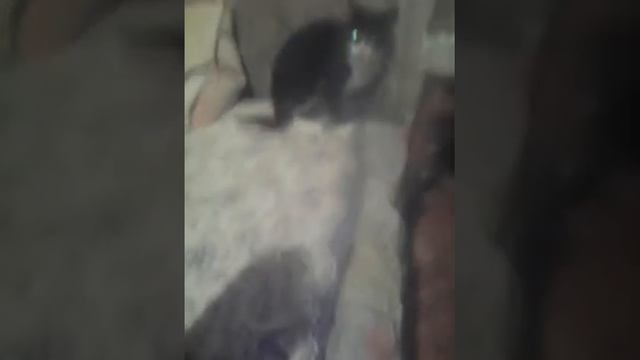 Комната смеха смотреть онлайн