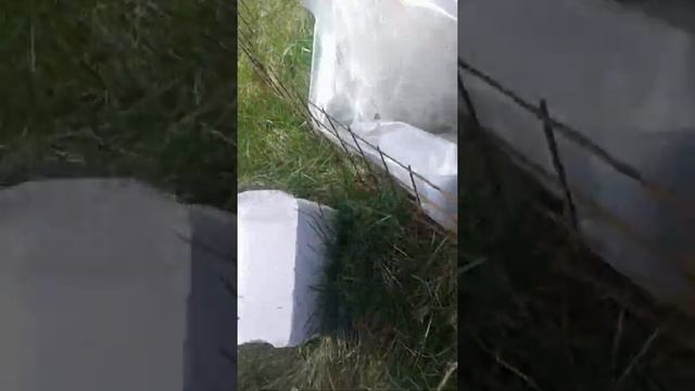 Зеленое удобрение для огурцов смотреть онлайн