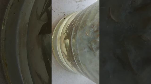 Сурица на майской облепихе-квас домашний смотреть онлайн