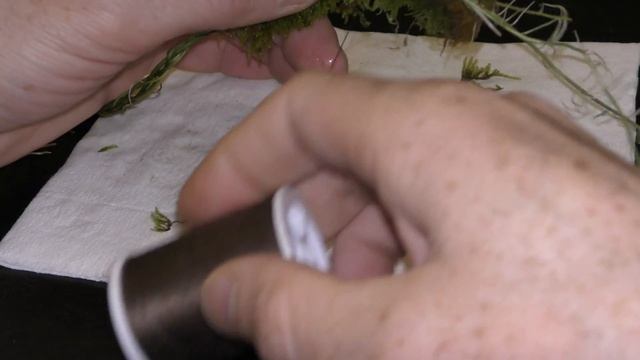 Land Moss in Aquarium смотреть онлайн