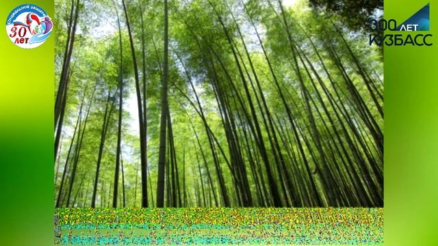 Бамбуковый лес смотреть онлайн