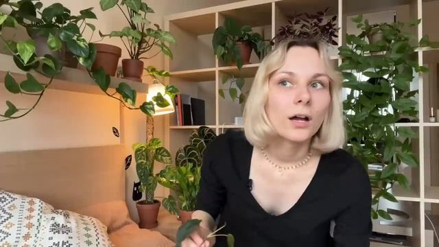 ОБЗОР моей коллекции РАСТЕНИЙ / Рассказываю про все свои цветочки / улов со свопа / осень 2023 смотреть онлайн