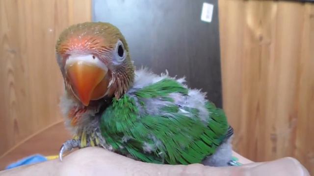 Приучаю к рукам птенцов,18 мая,Fischer's Lovebird chicks смотреть онлайн