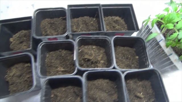 Пикировка рассады томатов в стаканчики. Подробно, пошагово. Какие действия после пикировки помидоро