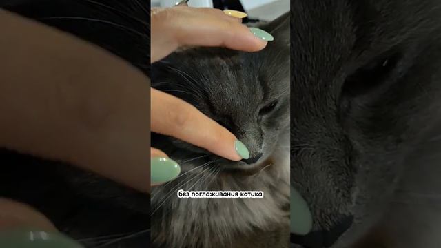 ПРИЧИНА ЗАВЕСТИ КОТА #мейнкун #сибирскийкот #котики смотреть онлайн