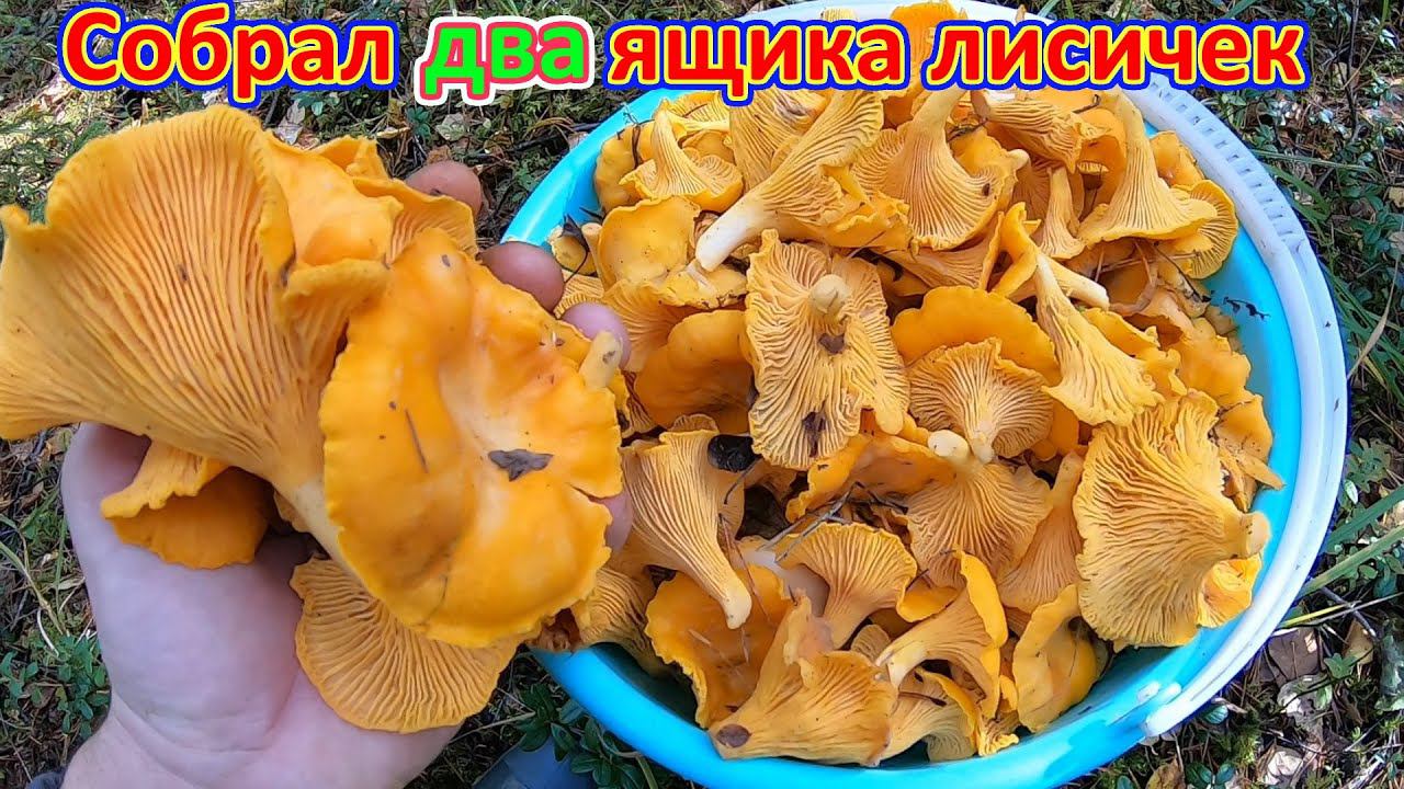 Богатое место грибов "лисичек" смотреть онлайн