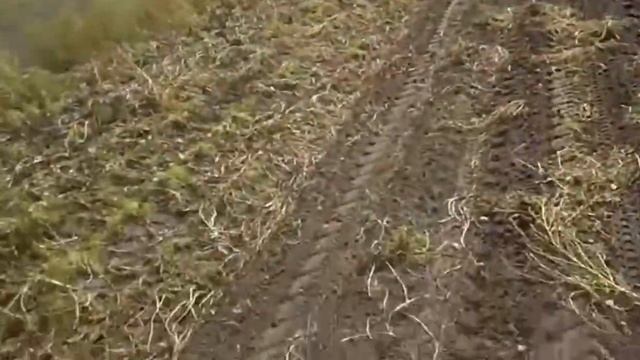 УБОРКА КАРТОФЕЛЯ 2020 комбайном BOLKO смотреть онлайн