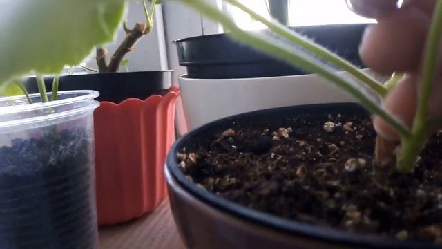 Пеларгония /прищипка/формирование куста/ смотреть онлайн