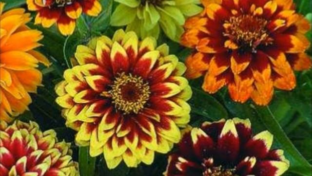 Летники в саду. Цинния смотреть онлайн