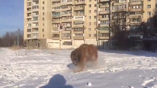 Бриар. Талисман Алатау Доминик. г.Караганда. (часть 1) смотреть онлайн