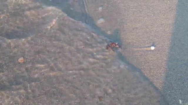 Маленький краб в море смотреть онлайн
