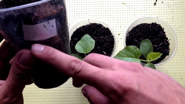 Когда высаживать рассаду в открытый грунт. Календарь высадки рассады смотреть онлайн