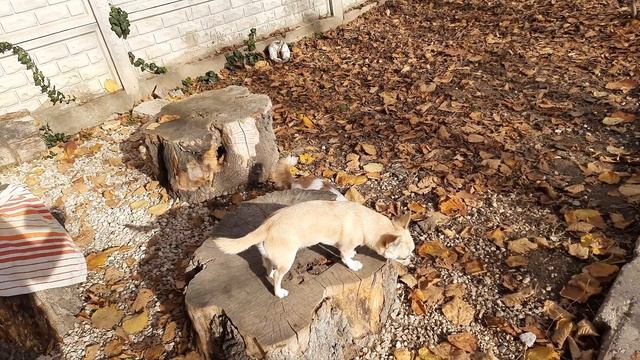 обязанности заводчика,как выбрать ветврача, ответственность, питомник собак чихуахуа Кастропуло Кры смотреть онлайн