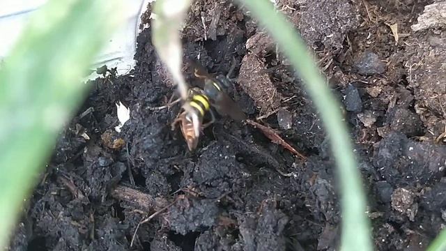 Продолжение видео: 