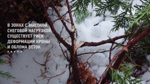 Живая Ограда Из Вечнозеленых Растений. КАКИЕ Хвойные Выбрать И Как Вырастить Мощный Зеленый Забор?