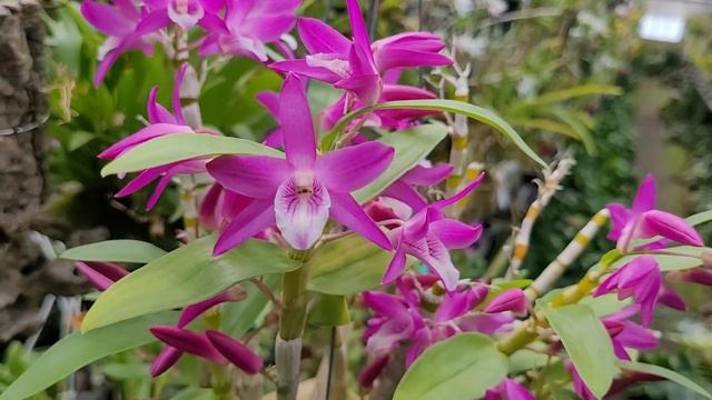 Dendrobium Rainbow Dance 'Akane'