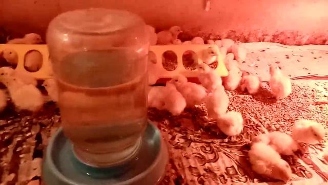 Пополнение На Ферме Испанская Линия Техасского перепела смотреть онлайн