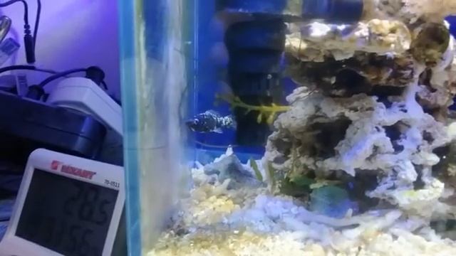 Перевожу моллинезию на морскую воду из пресноводной смотреть онлайн