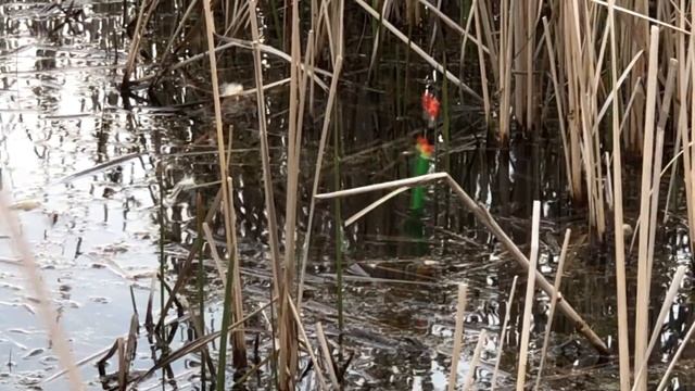 КАРАСЬ ПРОСТО КИШИТ В КАМЫШАХ! Ловля карася на удочку в мае 2021 #рыбалка на карася 2021 смотреть онлайн