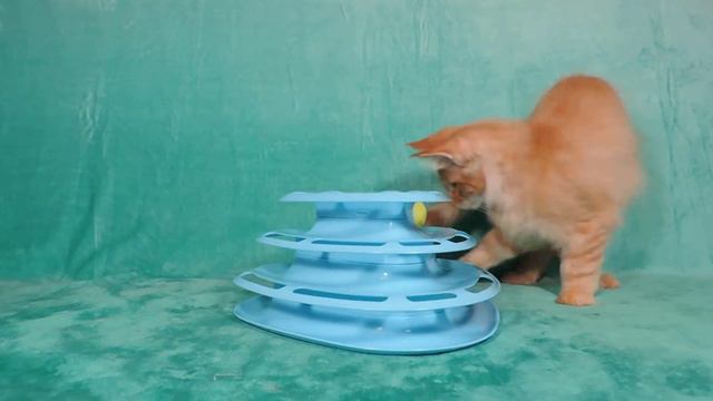 Forest Yeti Focus (Фокус) 3 месяца смотреть онлайн