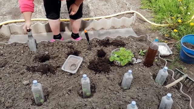 ?ВЫСАДКА КАПУСТЫ В ГРУНТ. ЧТО ДОБАВЛЯТЬ В ЛУНКУ?? смотреть онлайн