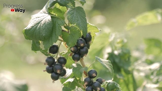 Вот ТАК Надо Сажать СМОРОДИНУ И КРЫЖОВНИК Для Большого Урожая! смотреть онлайн