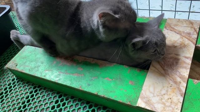 Cat in heat ? || Bon vs Bư5 || Munchkin Mate || Cat breeding ? смотреть онлайн