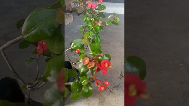 Pokok Bunga Mahkota Puteri Euphorbia Geroldii Tak Berduri #88official