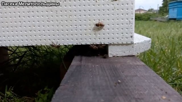 Облет неплодной матки смотреть онлайн