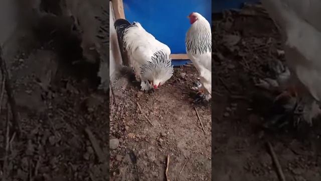 Isabella White Beautiful Chickens 2+ Roosters светлая брама #chicken #tovuqlar #куры #товук #brama