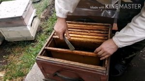 Деление пчел на пол лета. Осмотр отводков!!!