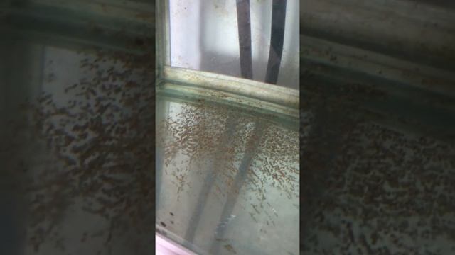 Pазведение рыбы Попугай and Фловер Хорн 2018 25/07part 2,Flowerhorn & Parrot Cichlid Crossbreeding, смотреть онлайн