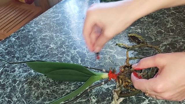 Чёрная гниль у ОРХИДЕИ Биг Лип, как СПАСТИ? Подробное видео зачистки и обработки смотреть онлайн