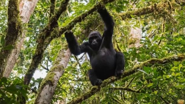 Почему Гориллы Такие Сильные? Горилла или Человек Кто Сильнее? смотреть онлайн