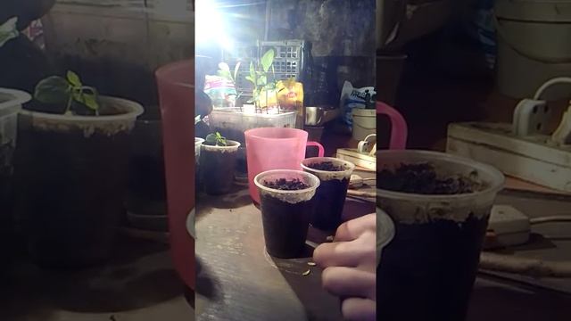 лимон из семян часть 1 смотреть онлайн