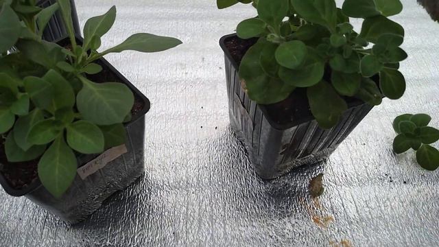 Петуньи ,георгины и небольшой обзор для всех моих друзей смотреть онлайн