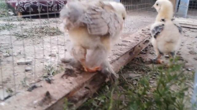 Брама Цыплята 20 дней смотреть онлайн