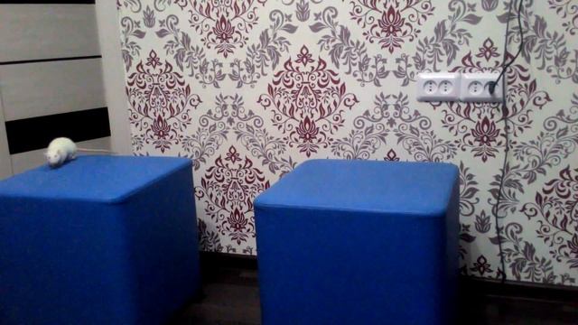 Крыса альбинос прыгает смотреть онлайн